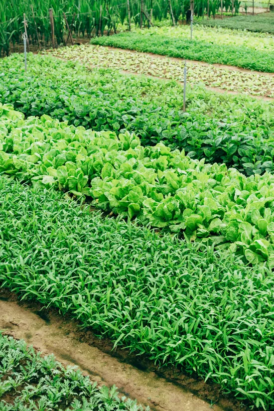 Rows of fresh greens growing on a local North Alabama farm