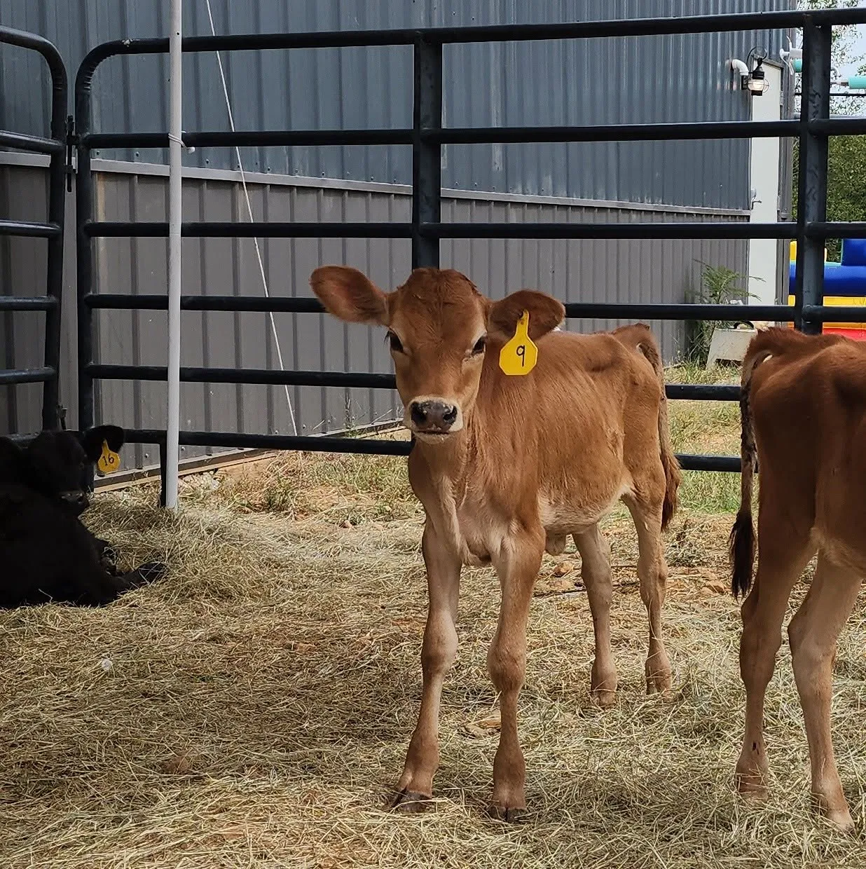 A young calf in the barn at Miller Family Dairy