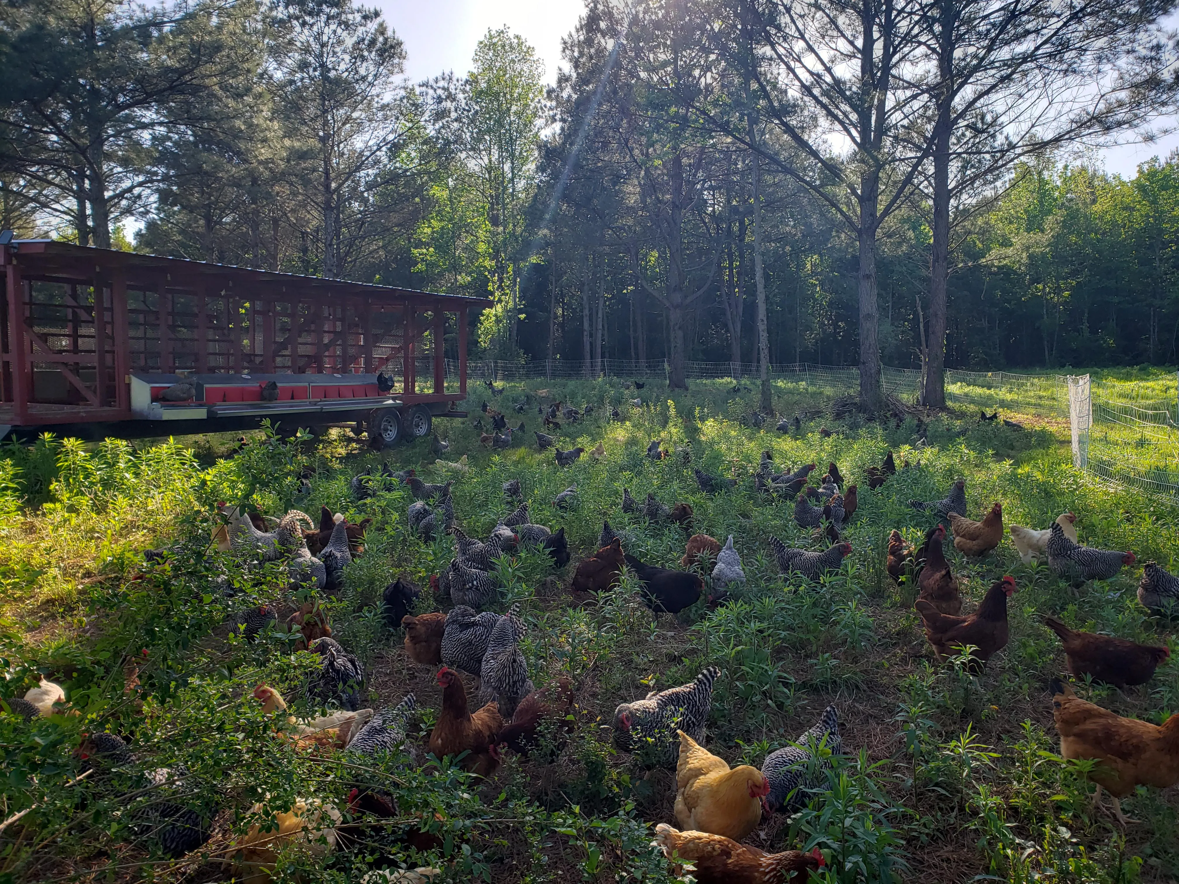 Boarwoods Farm's open-air mobile coop with hens foraging across a wooded pasture in Arab, Alabama